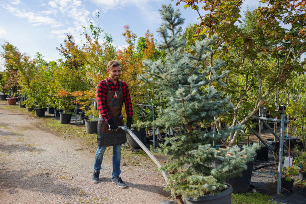 Best Large Tree Removal  in Trafford, PA